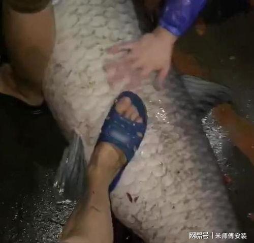 青鱼视频国产3,探索青春光影下的情感世界